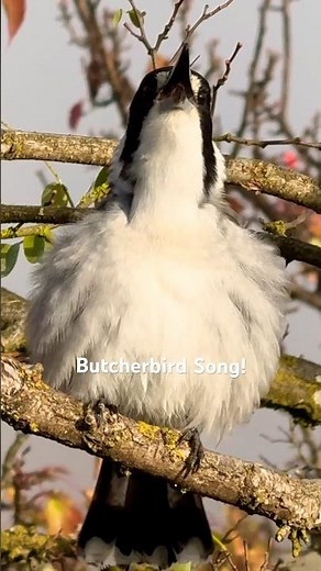 Grey Butcherbird song and sound! | Stunning bird call