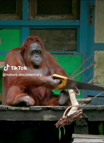 Orangutan Demonstrates Tree Slicing Skills in Nature