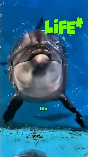 How Dolphins Save Humans 🐬🌊