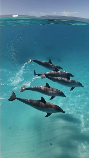 Dolphins Surprise Everyone Underwater!