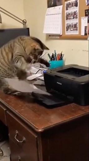 Cat vs. Printer 😸 猫 vs プリンター #cat #funny
