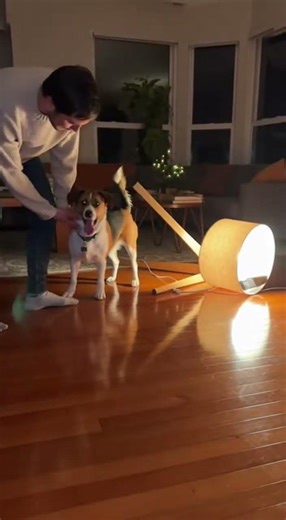 Dog Zoomies Lamp Crash!
