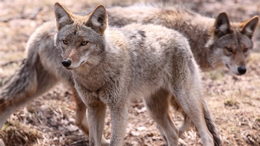 Here's how experts say Toronto should tackle its coyote problem