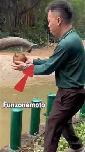 Why can't an elephant eat a coconut?🐘 #elephant #coconut #shorts #short #amazing #viral facts #7x7