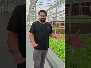 Growing lettuce Hydroponically