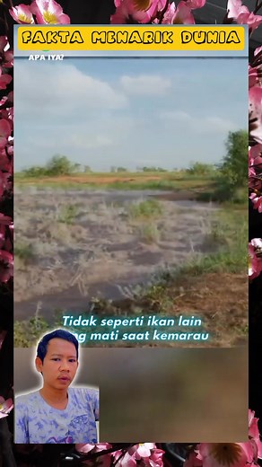 5.7K views · 21 reactions | Inilah ikan Unik yang memiliki paru-paru . #faktaunik #faktaunikdunia #faktakeren #videounikqq #videokeren #videokerendunia | Wahyudi Budiman | Facebook