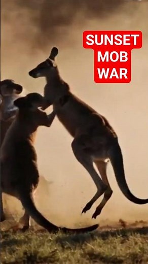 Intense Kangaroo Gang Fight Caught on Camera 🥊 Wild Showdown