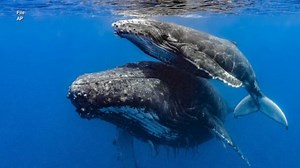 Whale migration around NYC increasing