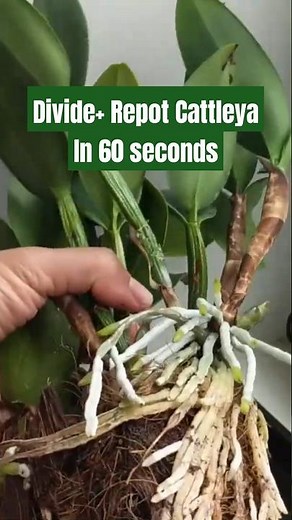 Dividing & Repotting a Cattleya Orchid in 60 Seconds