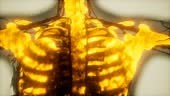 human skeleton bones scan glowing
