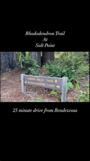 This beautiful trail showcases the native Rhododendrons on our beautiful coastline. We have many on our property but it’s great to see them in the wild! Plus so many other gorgeous examples of Mother Nature along the way. 🌸 #Getaway #weekendgetaway #peacefulretreat #relaxinationdestination #bedandbreakfast #boutiquebedandbreakfast #bnb #mendocinocoast #winetastings #romanticgetaway #couplesretreat #couplestravelgoals #gualala #northerncalifornia #petfriendlytravel #petfriendlyhotel #vegetariant