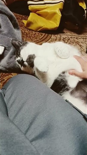 cat wrester chamion