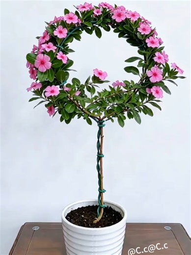 How to Make a Flower Circle: Easy Vinca Topiary Hack