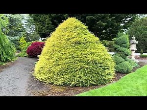 Pinus parviflora ‘Ogon janome’ Variegated Japanese White Pine