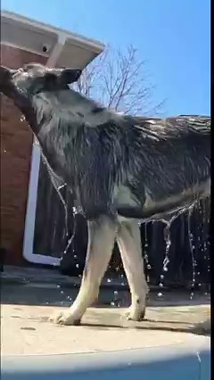 33K views · 1.4K reactions | Something about fun in the pool with the dogs! Memorial Day weekend is traditionally the kickoff to summer in the United States! I think the dogs agree! #dogs #swimmingpool #MemorialDayWeekend #dogsswimming | Gone to the Snow Dogs | Facebook