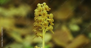 Neottia nidus-avis, the bird's-nest orchid, a non-​photosynthetic orchid