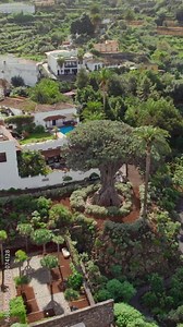 Aerial view of Icod de los Vinos town, Tenerife, Canary Islands, Spain. Park with the famous thousand-year-old Dragon Tree and Parroquia San Marcos. The old Millenario Giant Dracaena tree in Tenerife