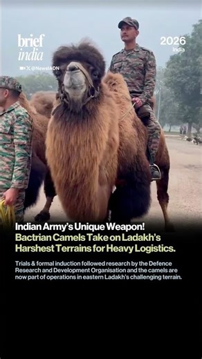 Indian Army Deploys Bactrian Camels for High-Altitude Logistics.