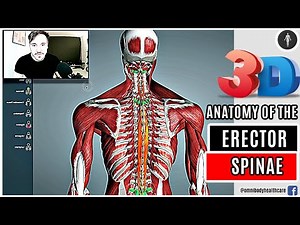 3D ANATOMY OF THE ERECTOR SPINAE MUSCLE GROUP 👀