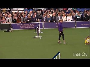 Border collie vs Belgian malinois agility