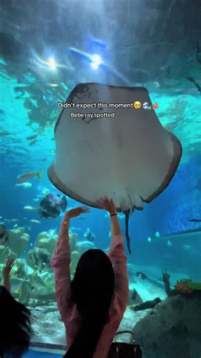 Cute Stingrays at Ocean Park