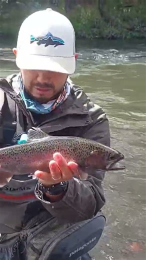 Trucha Arcoíris a ninfa. Pesca con mosca en ríos del sur de Chile #fishing #trucha #trout #fish