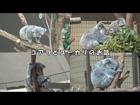 【動物解説】コアラとユーカリの葉について