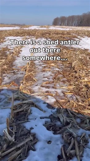 Needle in a haystack = shed antler in a cut corn field #shedhunting #shedseason #deerseason #okayesthunter
