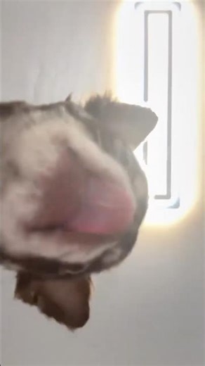 Bon appétit bébé #yt #chihuahua #foryou #cute #puppy #cat #food #reels #youtubeshorts #shorts #fyp