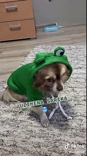 He hate’s me for this 😂🐸✨ #foryoupage #fy #fypシ #fyp #dog #frog #froghoddie #chivava #šarika #noramojsejova #mojsejova #nora