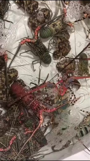 168 🇲🇨 (@alung168)’s videos with original sound - 168 🇲🇨