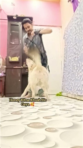 5 Ghante Baad Ghar Ane Ke Baad 😅.. #dog #labrador #pets #shorts #ytshorts