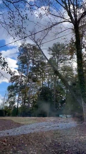 Thomaston ga 7066015387 | Black Horse Tree Service