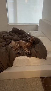 #rescuedof #rescuedogs #englishsetter #irishsetter #setterdog #adoptdontshop🐾 #dogtiktok #englishsetters #irishsetters | Curriethesetter