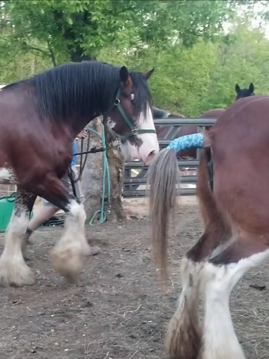 Big Draft Horses Successful Breeding #drafthorses #horsebreeding #horse #horses