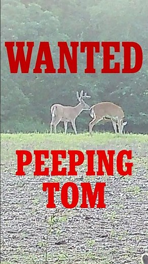 $0 vs $1,000 DEER ATTRACTANT TEST!