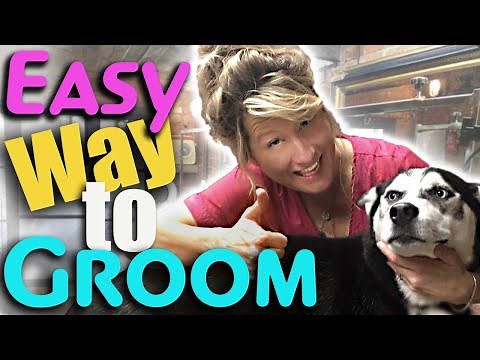EASIEST way to GROOM your DOG at HOME