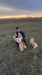101K views · 2.5K reactions | Studied 137 dog breeds before choosing the Pembroke Welsh Corgi — and here's why this little herding genius stole my heart! o If you're researching the best family dogs, smart dog breeds, or thinking about getting a corgi puppy, this short is for you. #corgi #pembrokewelshcorgi #dogbreeds #AnimalsPets Arcanedale Corgis | Arcanedale Corgis | Facebook