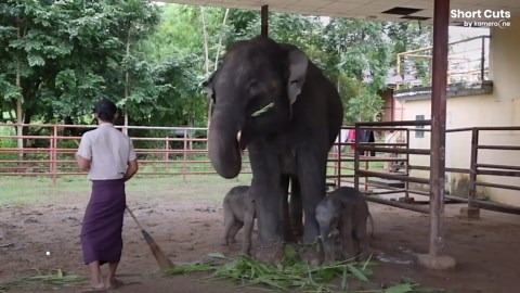 Miracle of nature as incredibly rare elephant twins born in Myanmar