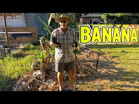 Banana Plant Growing Tips 5: The Best Tool: a Digging Bar || Better than a Shovel | Oops!