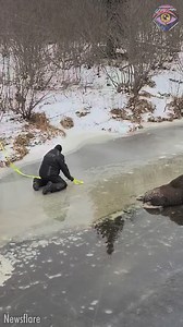 5.1M views · 10K reactions | The moose is huge and heavy, but they saved it anyway  | 5-Minute Crafts USA | Facebook