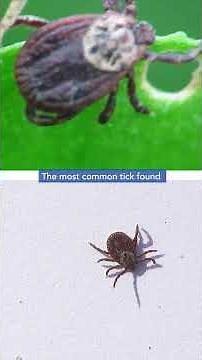 What to do when you find a tick on yourself