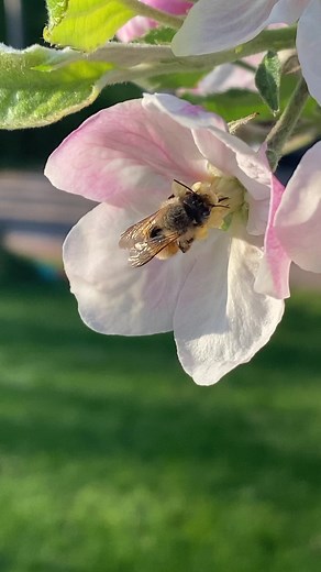 15K views · 72 reactions | My little apple tree | Plants and gardening | Facebook