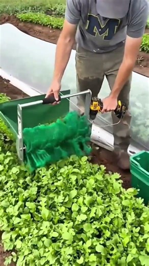 Harvesting Leafy Greens With Professional Electric Drill Harvesters For Fast Organic Farming