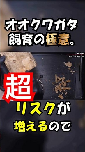 幼虫になる前に！！オオクワガタを卵で割出す重要性。 #クワガタ #ムシキング #カブトムシ #insects #オオクワガタ