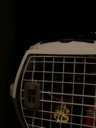 Hilarious SML Clips: Barking and Meowing Moments