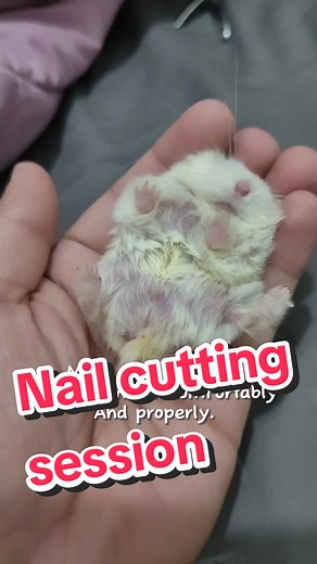 Paano Gupitan ng Kuko ang mga Hamsters