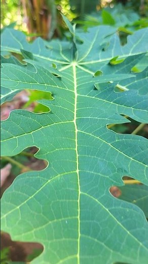 Papaya Leaf Science You Didn’t Know