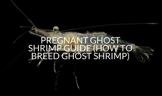 Pregnant Ghost Shrimp: Signs, Care, Stages And More!