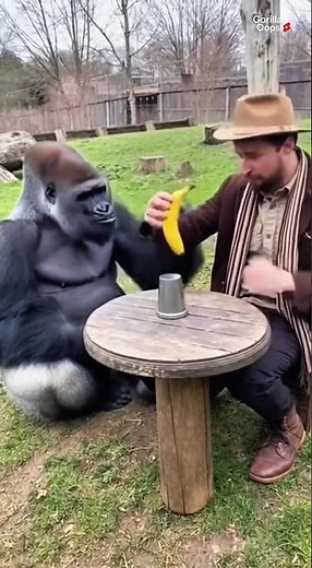 Where’s My Banana? 🍌😂 #gorilla #gorillatag #fyp #funny #foryou